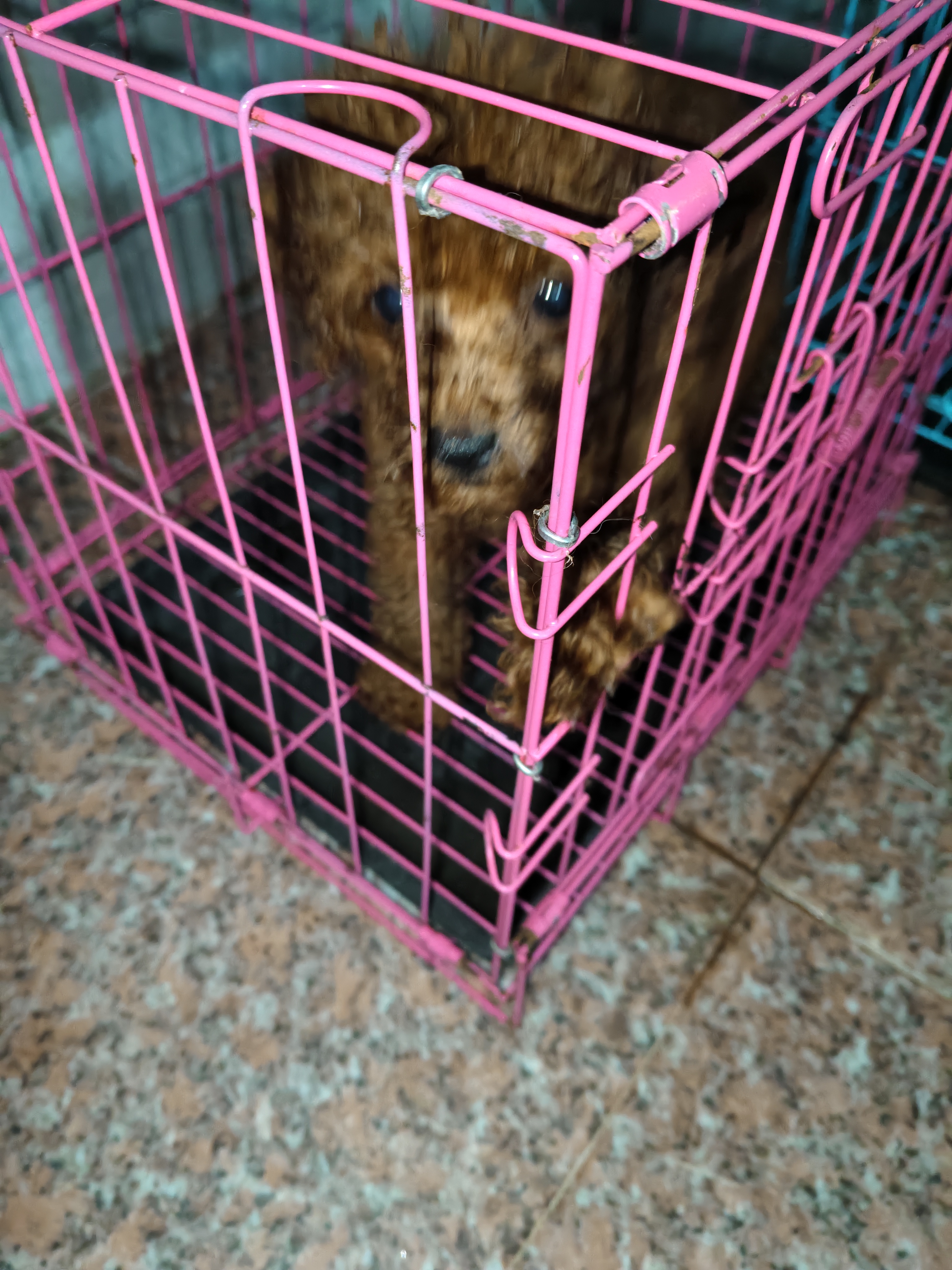 泰迪